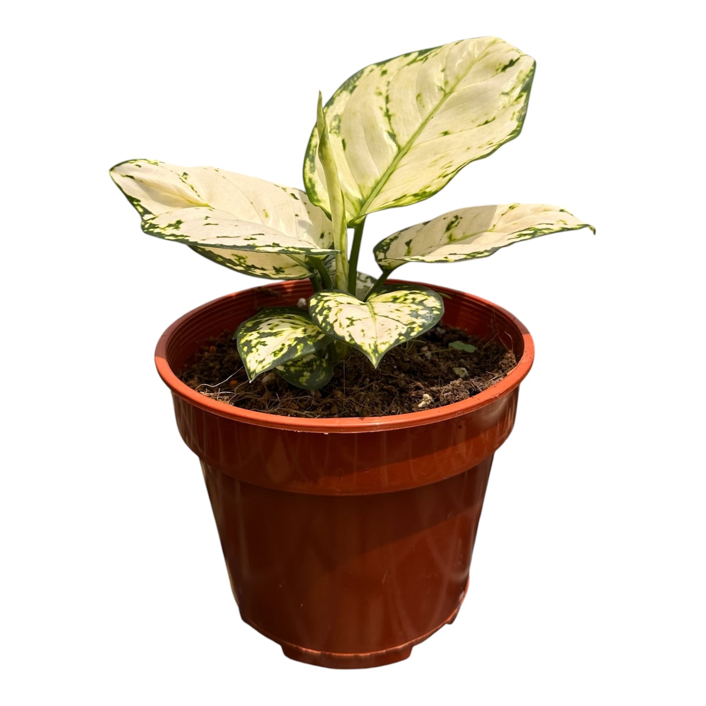 Aglaonema Super White