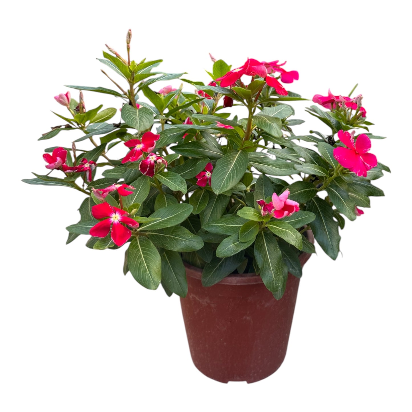 Assorted Colour Catharanthus Roseus, Madagascar Periwinkle