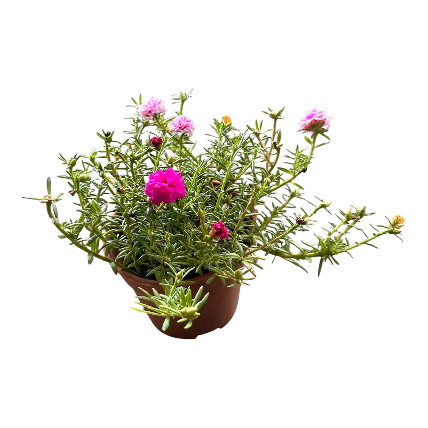 Assorted Colours Portulaca Grandiflora, Moss Rose, Japanese Rose