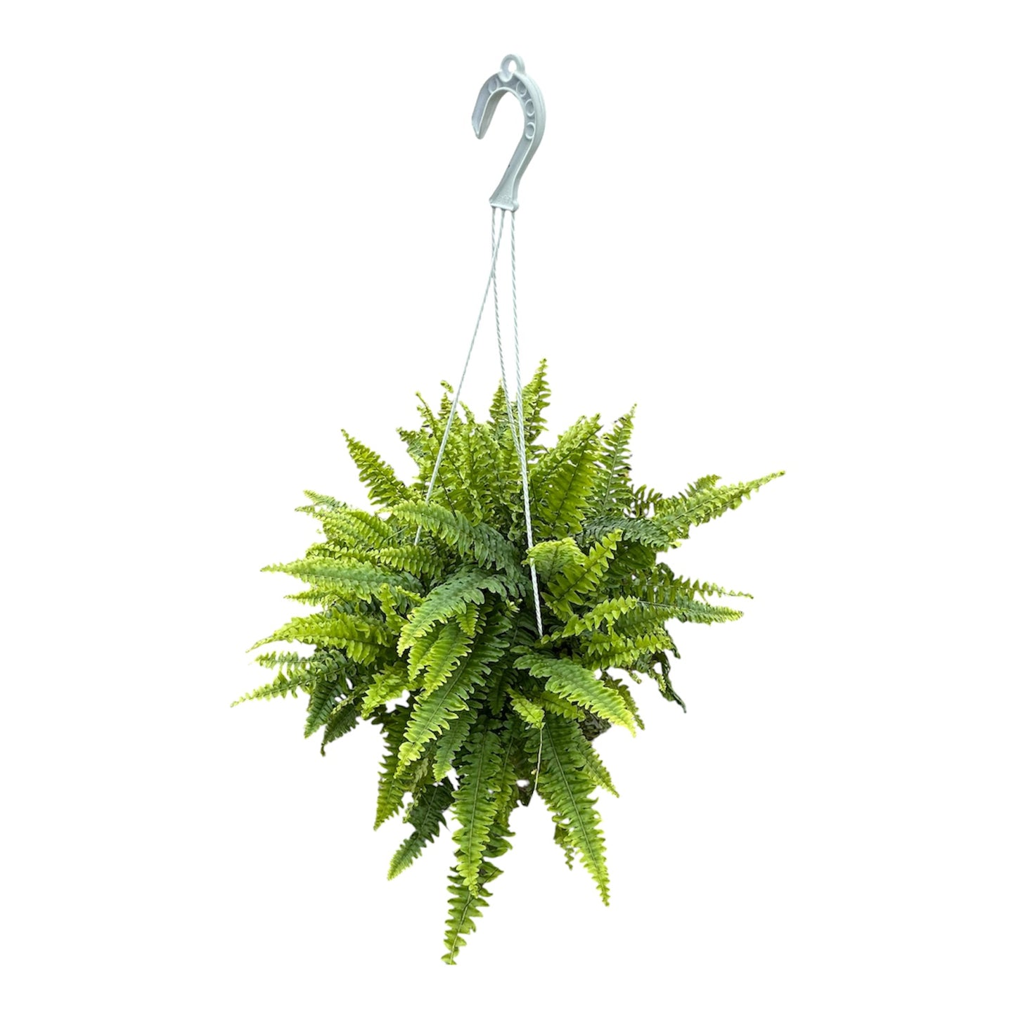 Boston Fern
