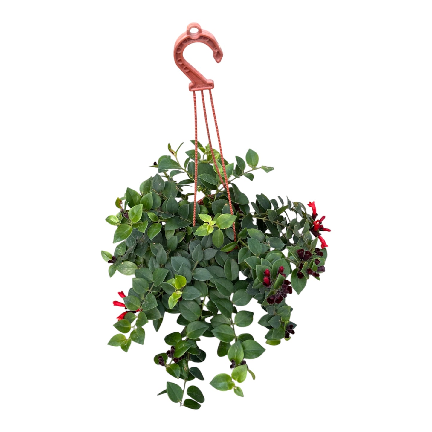 Aeschynanthus Pulcher, Red Bugle Vine, Lipstick Plant