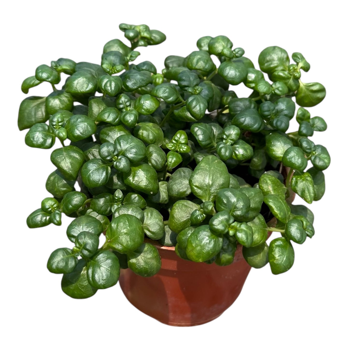 Juncus Effusus, Bubble Plant