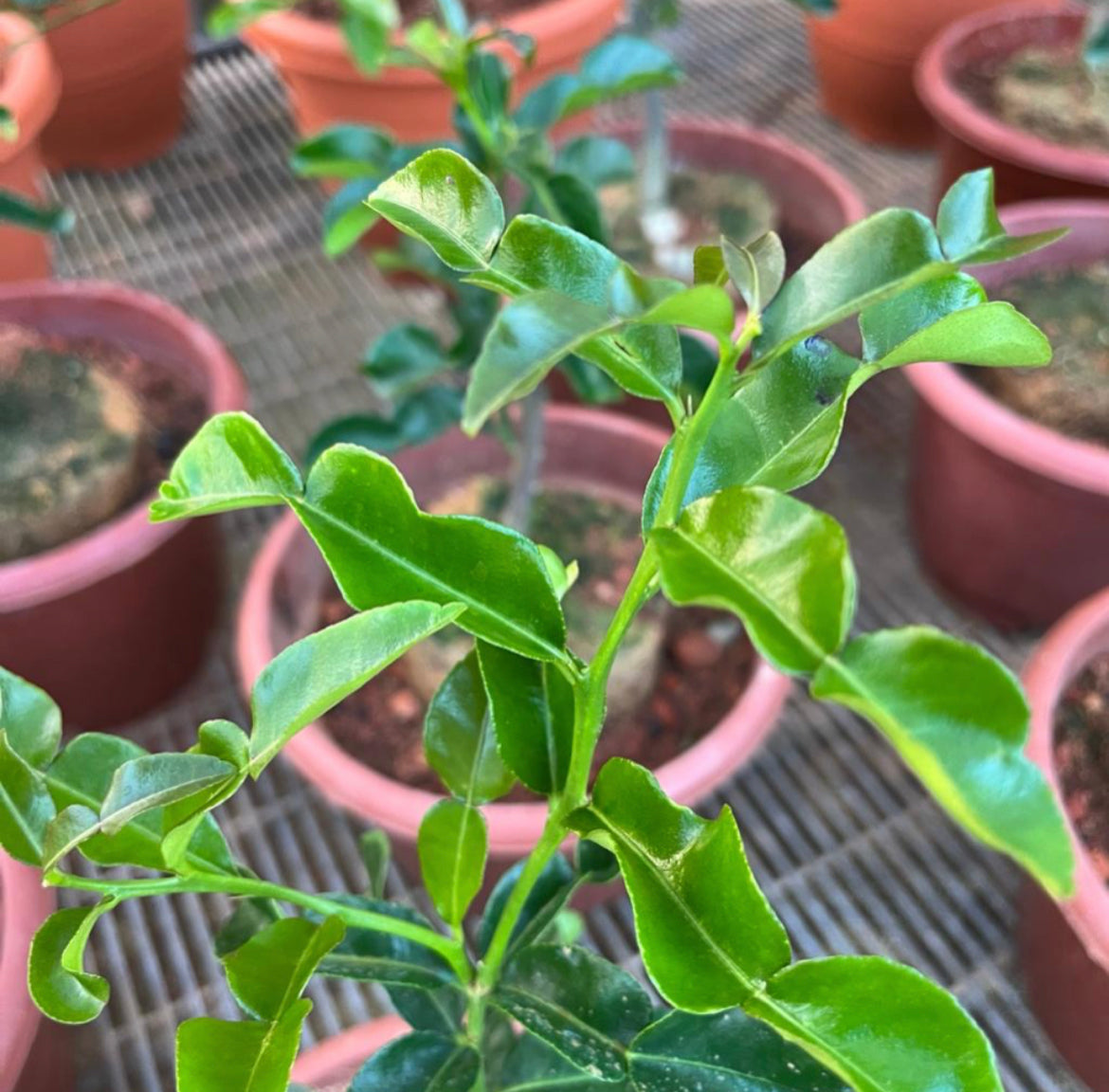 Kaffir Lime, Thai Lime (0.5m)