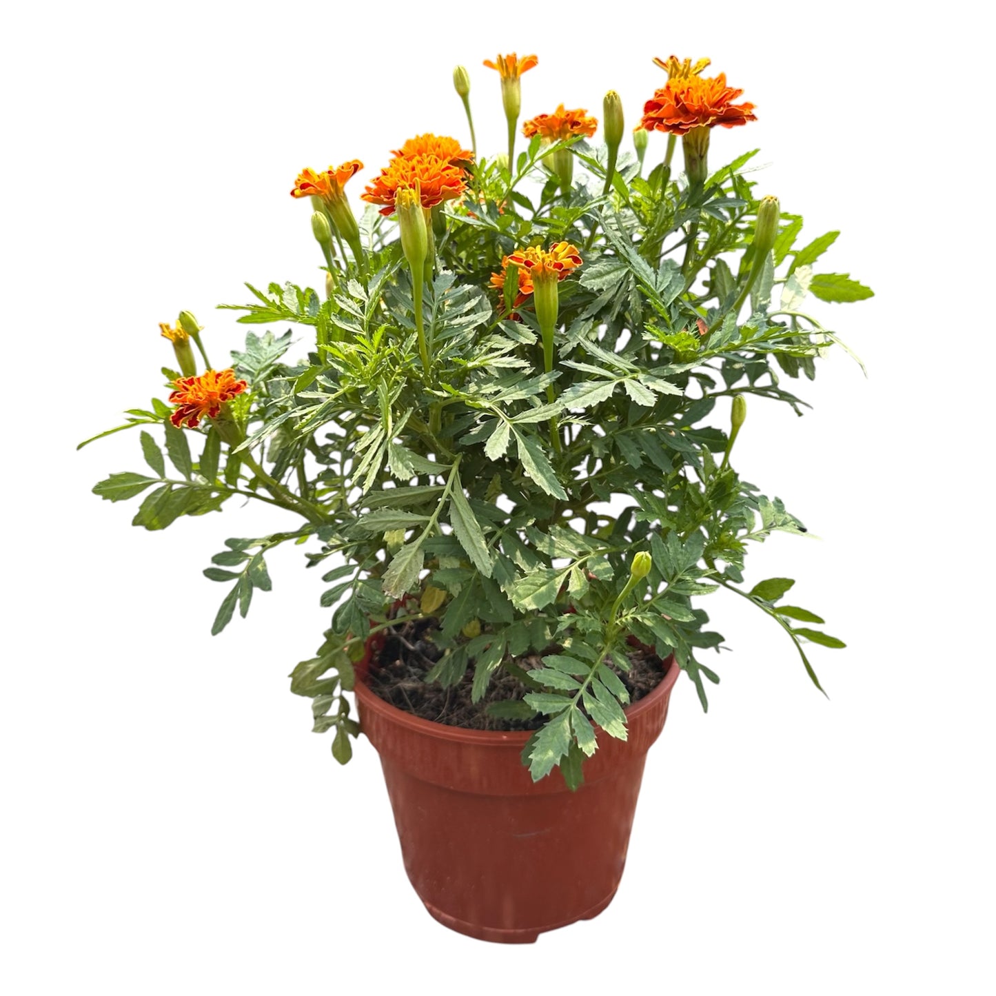 Tagetes Erecta, Orange Marigold