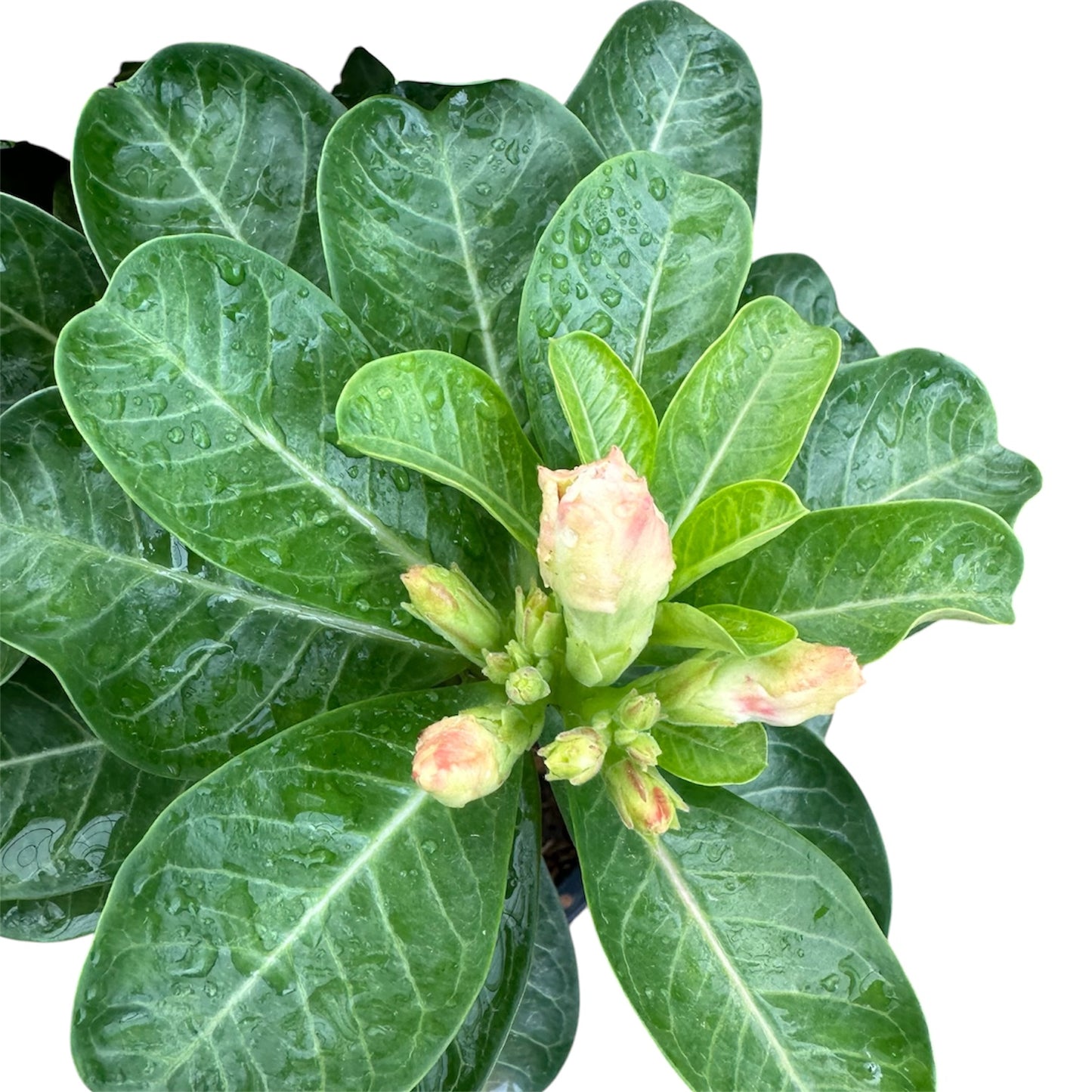 Adenium