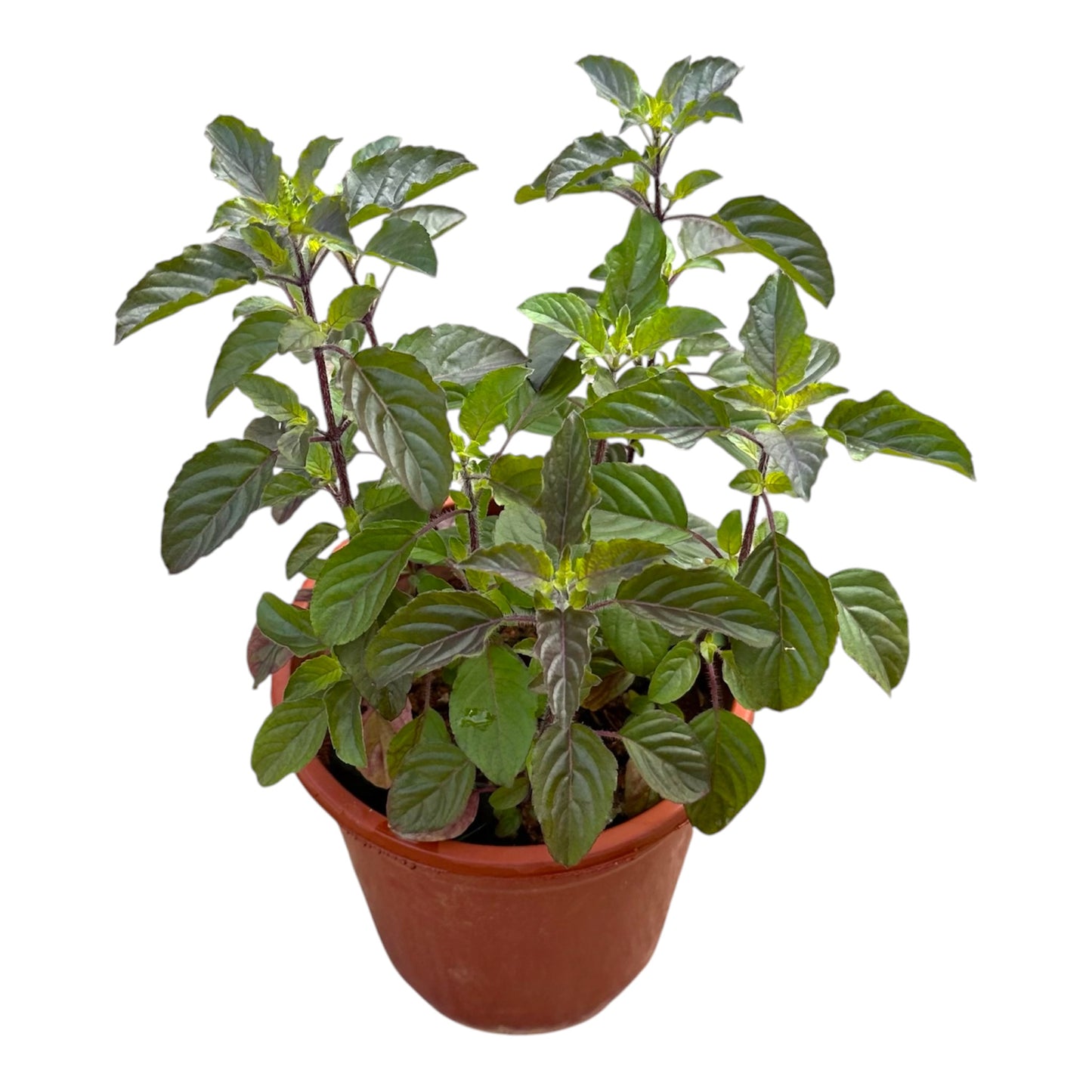 Ocimum Tenuiflorum, Ocimum Sanctum, Purple Basil
