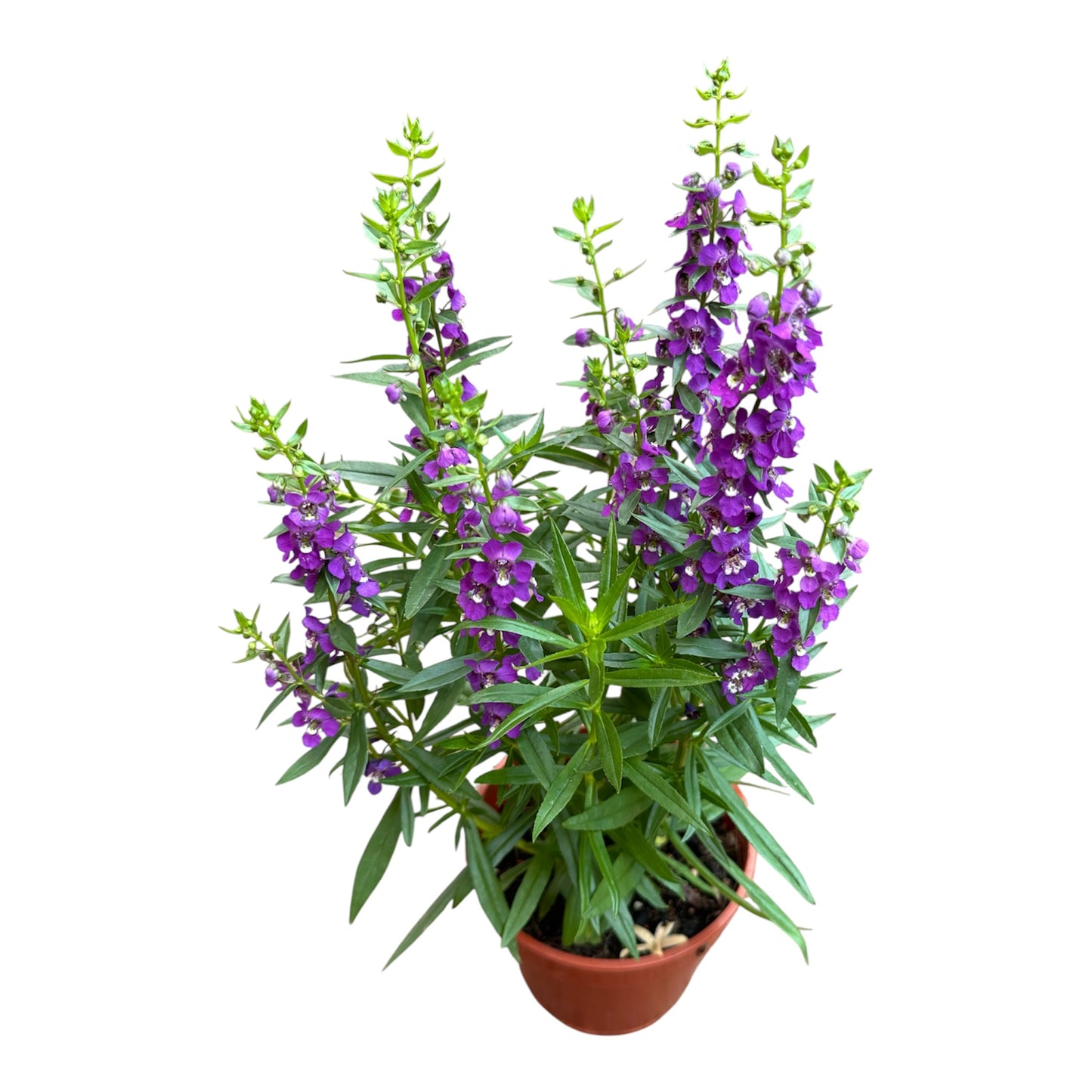 Angelonia Angustifolia, Angelonia Purple