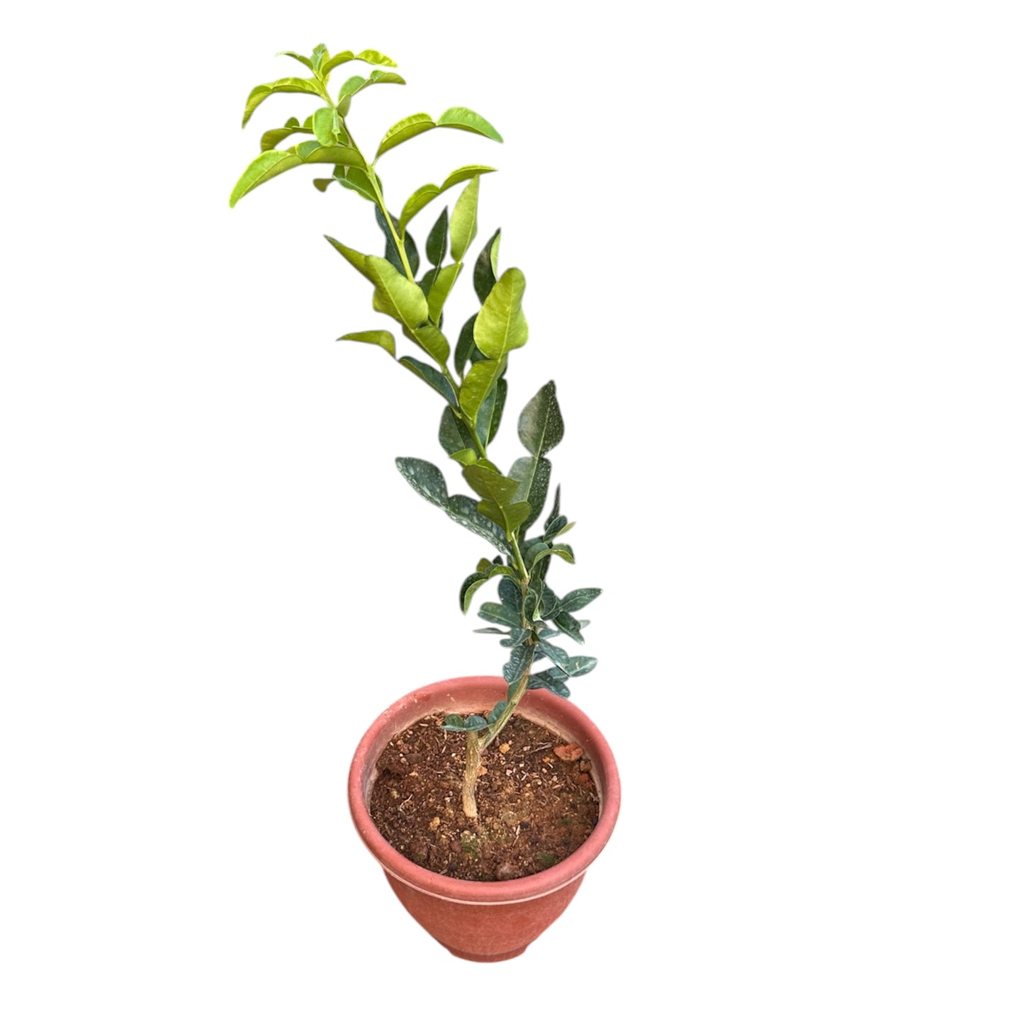 Citrus Hystrix, Makrut Lime, Kaffir Lime, Thai Lime