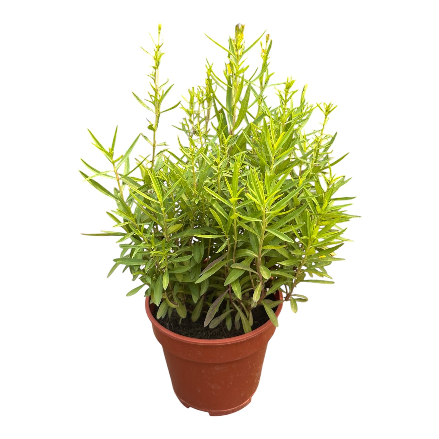 Tagetes Lucida, Mexican Tarragon