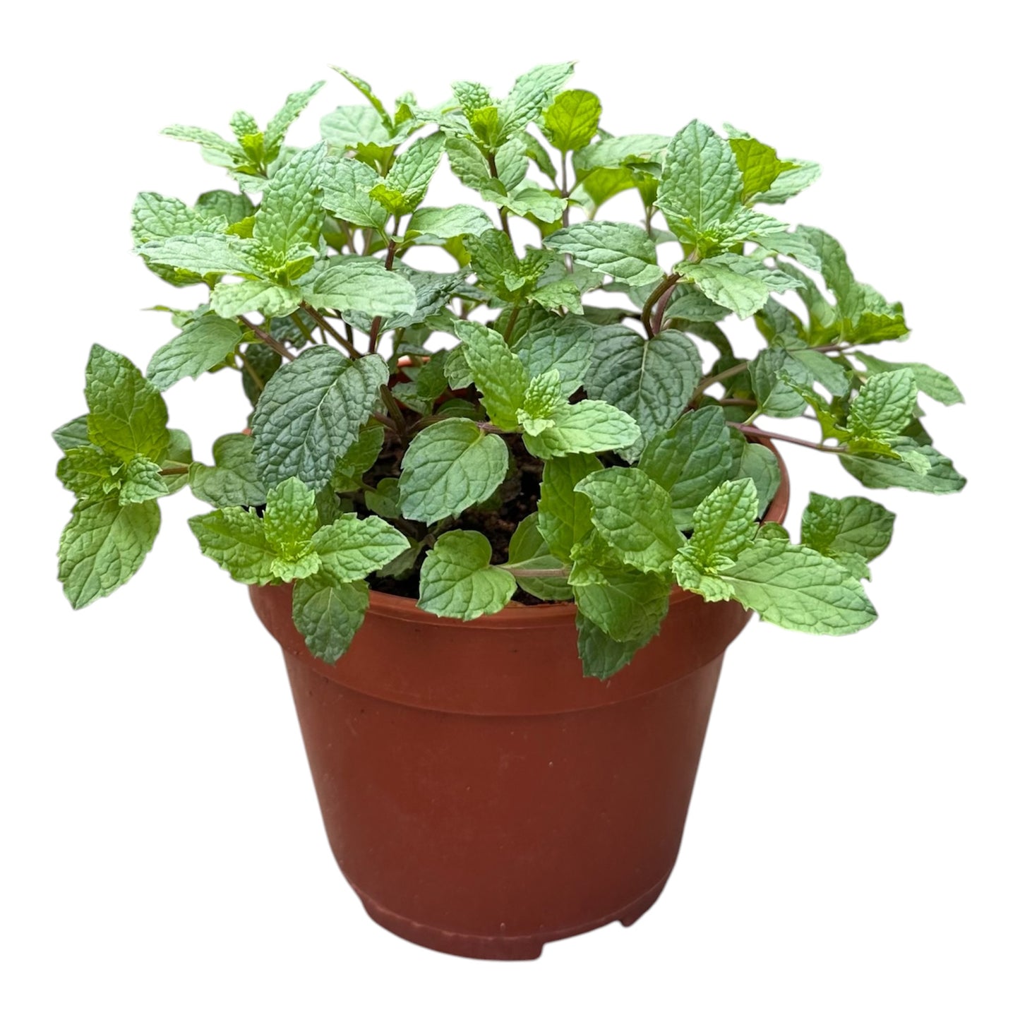 Mentha Spicata, Spear Mint