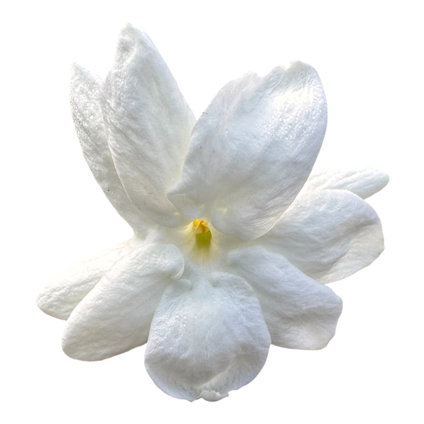 Jasminum Sambac, Mogra, Arabian Jasmine