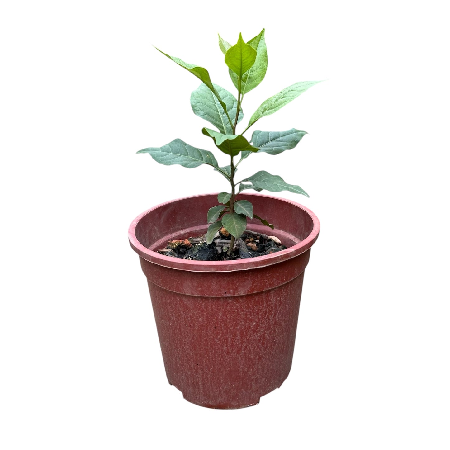 Aegle Marmelos, Bel Plant, Bael Leaf