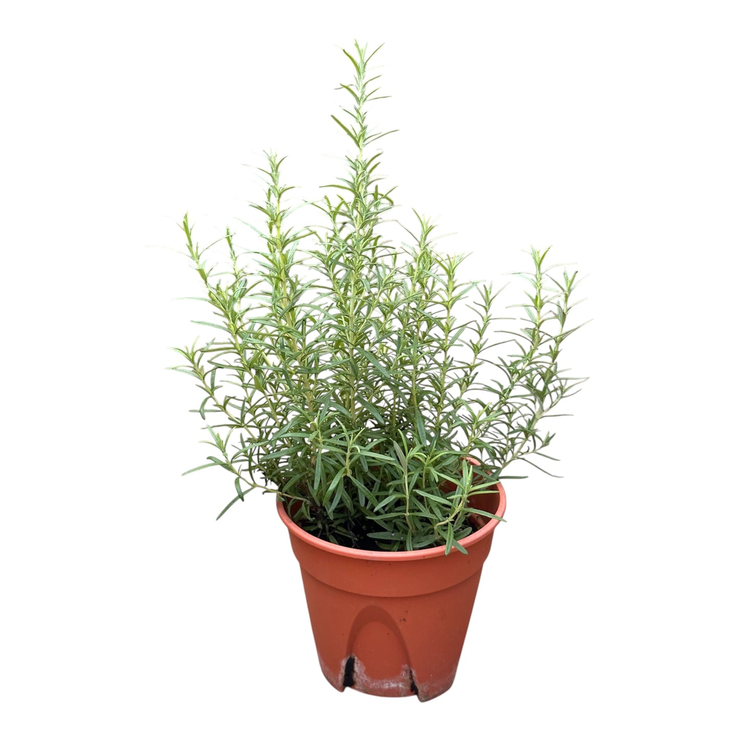 Salvia Rosmarinus, Rosemary