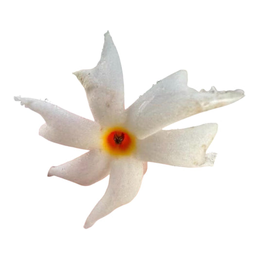 Nyctanthes Arbor-Tristis, Coral Jasmine