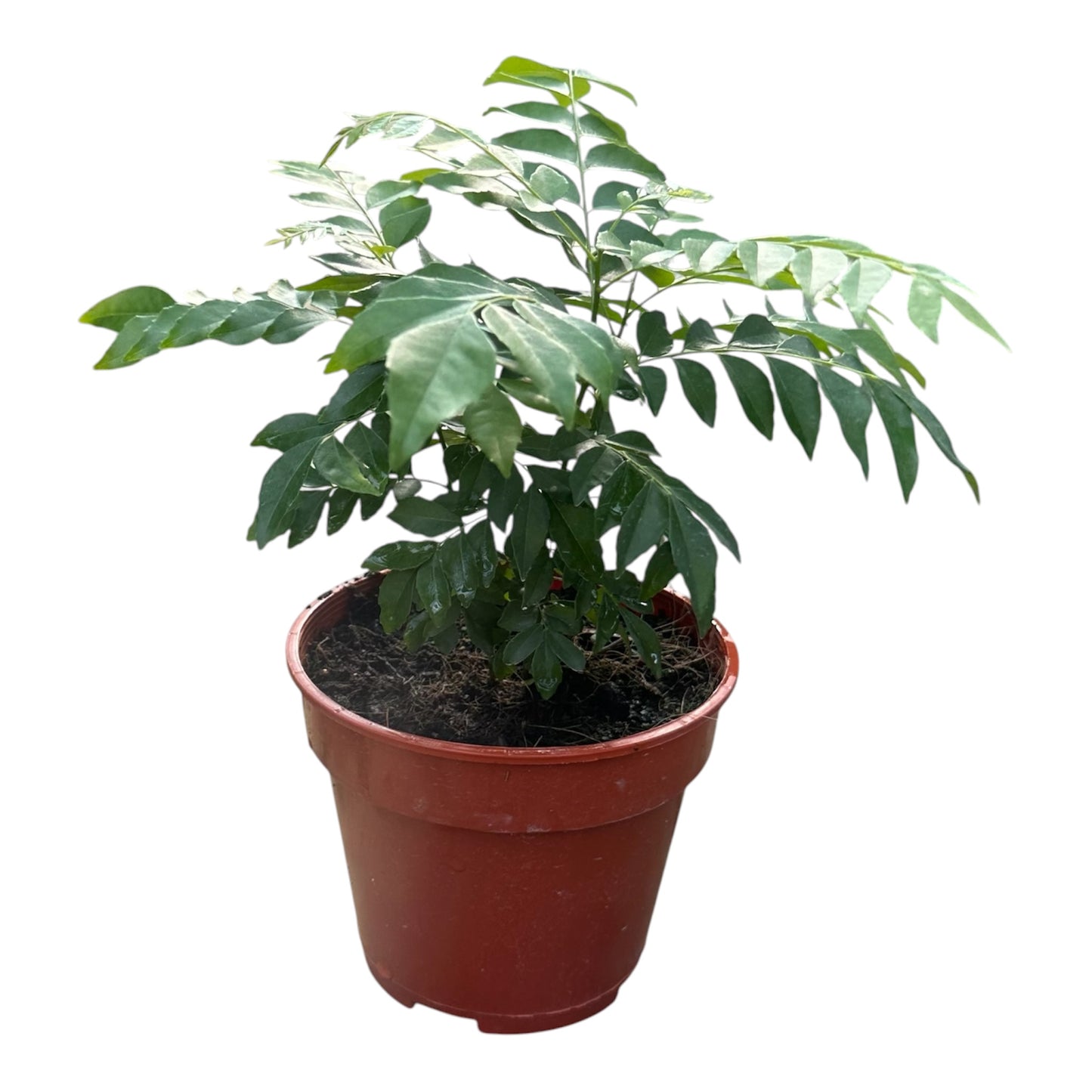 Bergera Koenigii, Murraya Koenigii, Curry Plant
