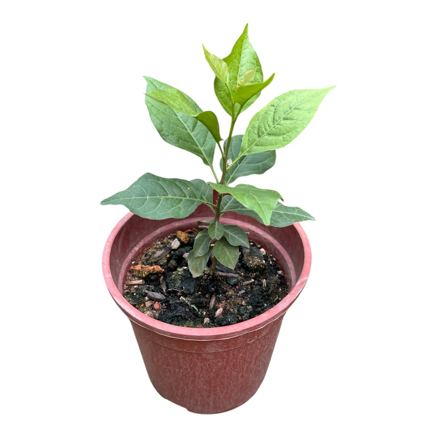 Aegle Marmelos, Bel Plant, Bael Leaf