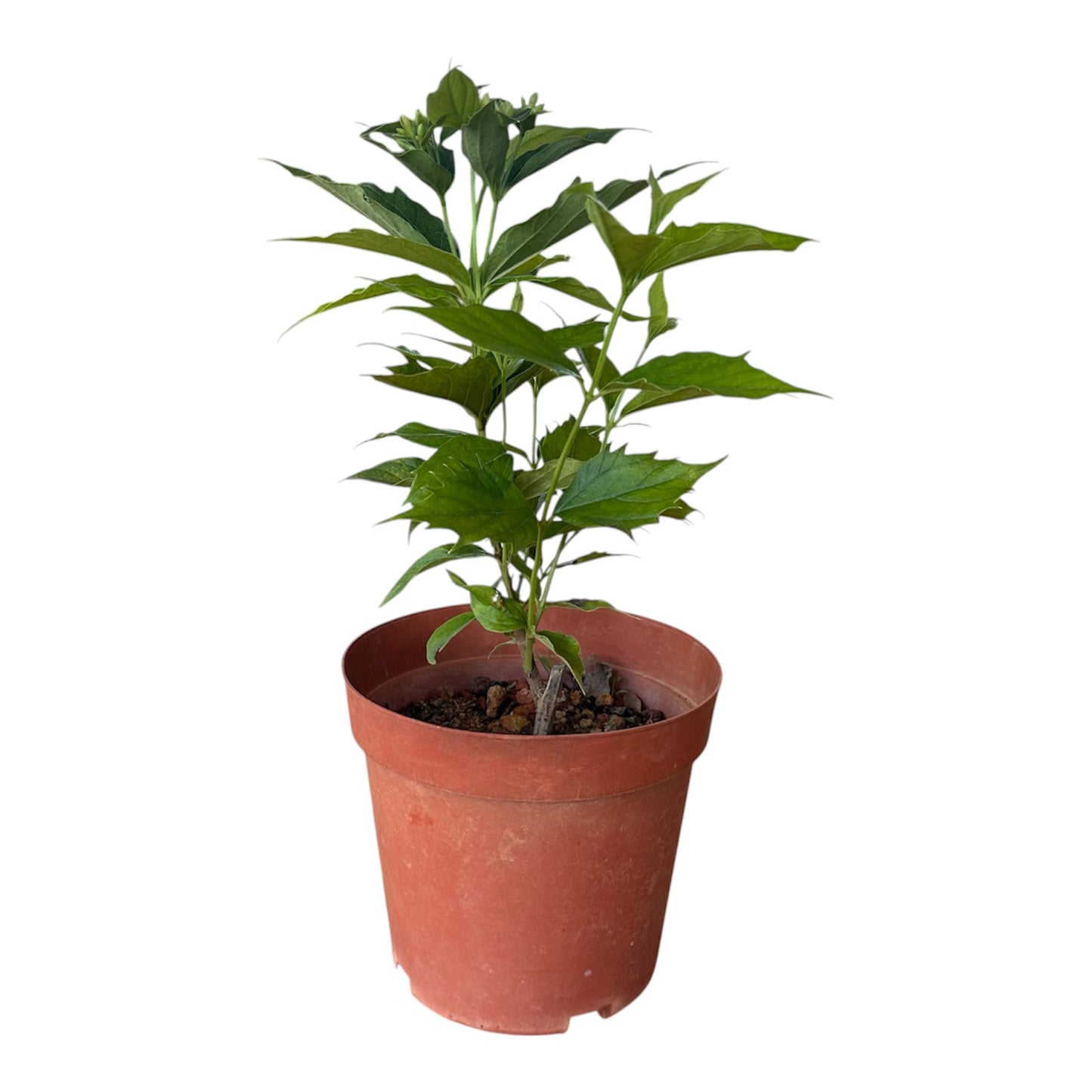 Coral Jasmine