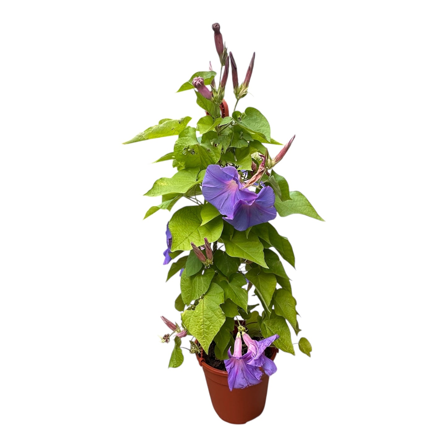 Ipomoea Tricolor, Morning Glory