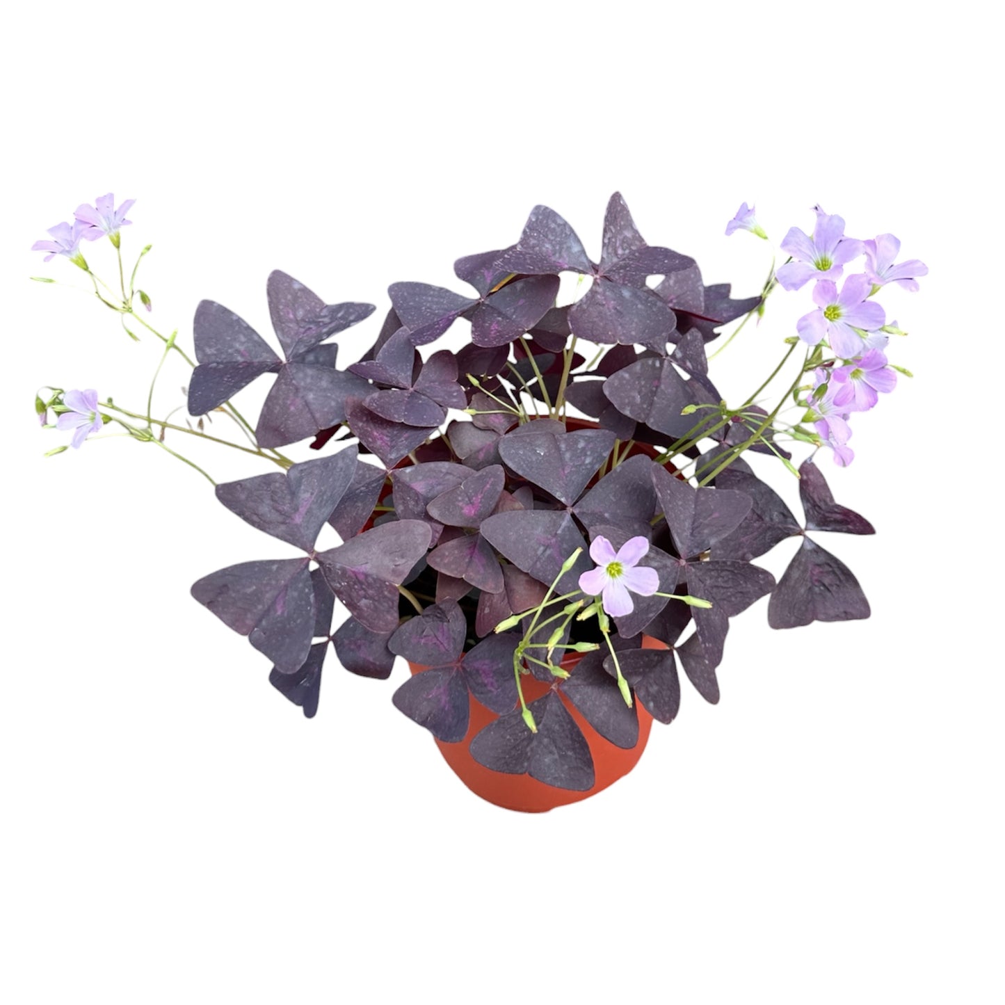 Oxalis Triangularis, Oxalis Triangle