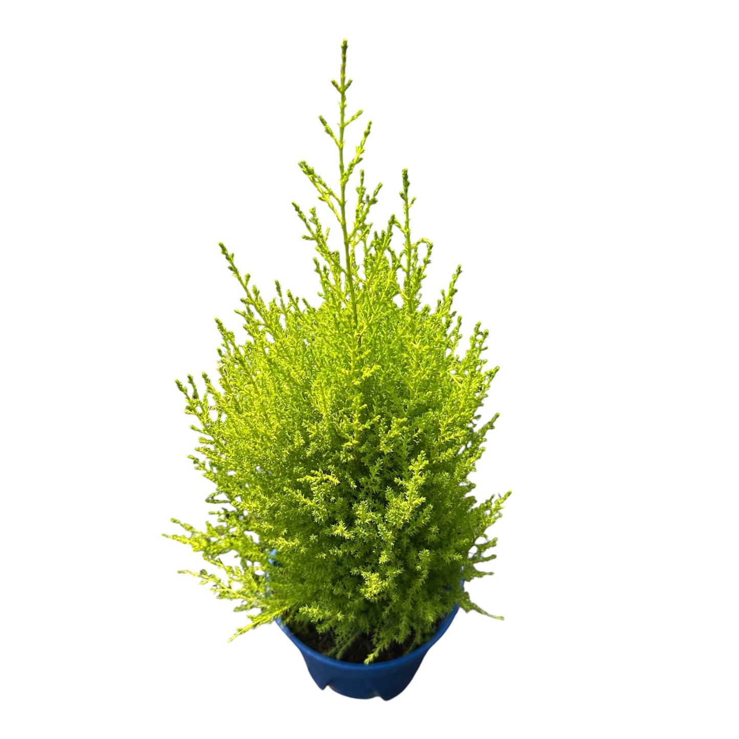 Cupressus Macrocarpa, Monterey
Cypress, Goldcrest