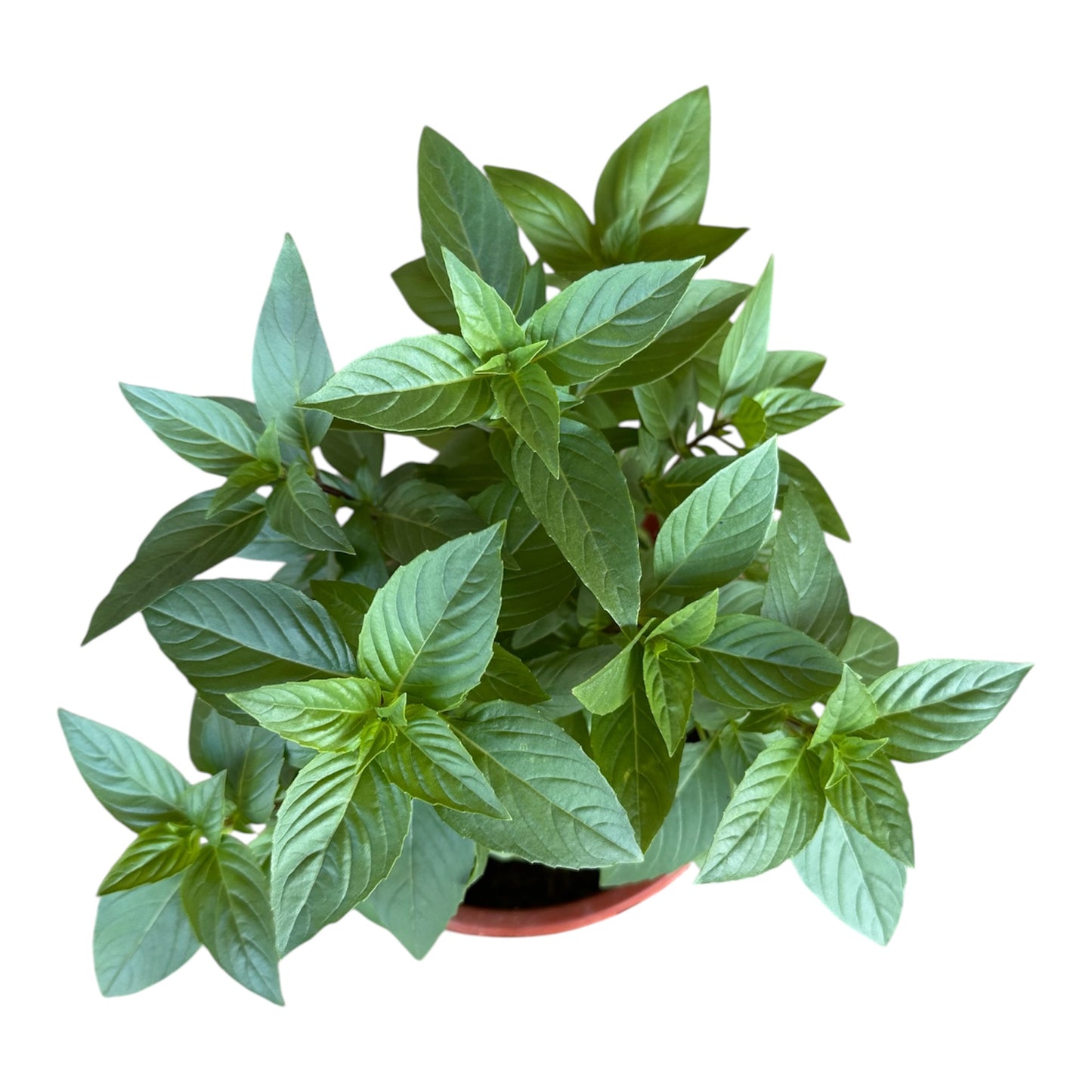 Ocimum Basilicum, Thai Basil