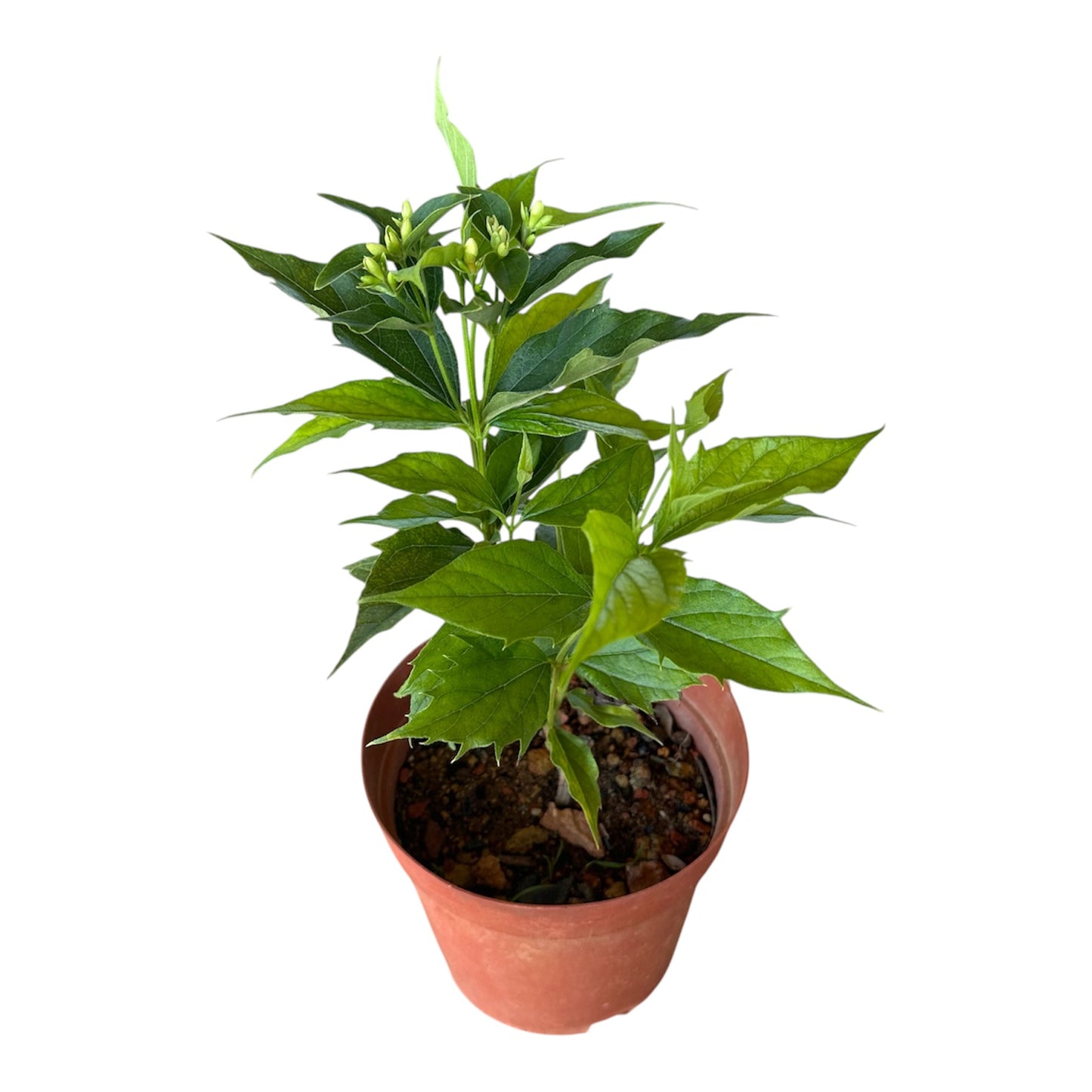 Coral Jasmine