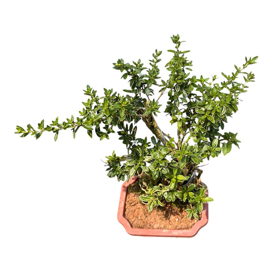 Serissa Japonica, Snow Rose Variegated Bonsai