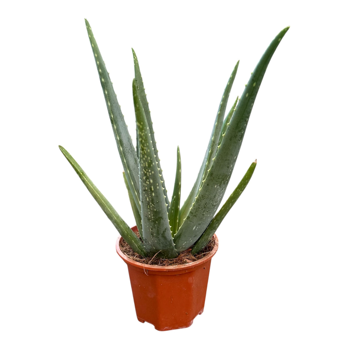Barbados Aloe, Burn Plant, Aloe Vera