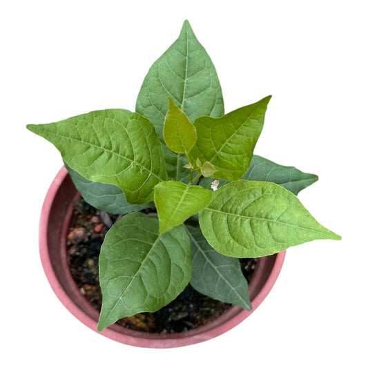 Aegle Marmelos, Bel Plant, Bael Leaf