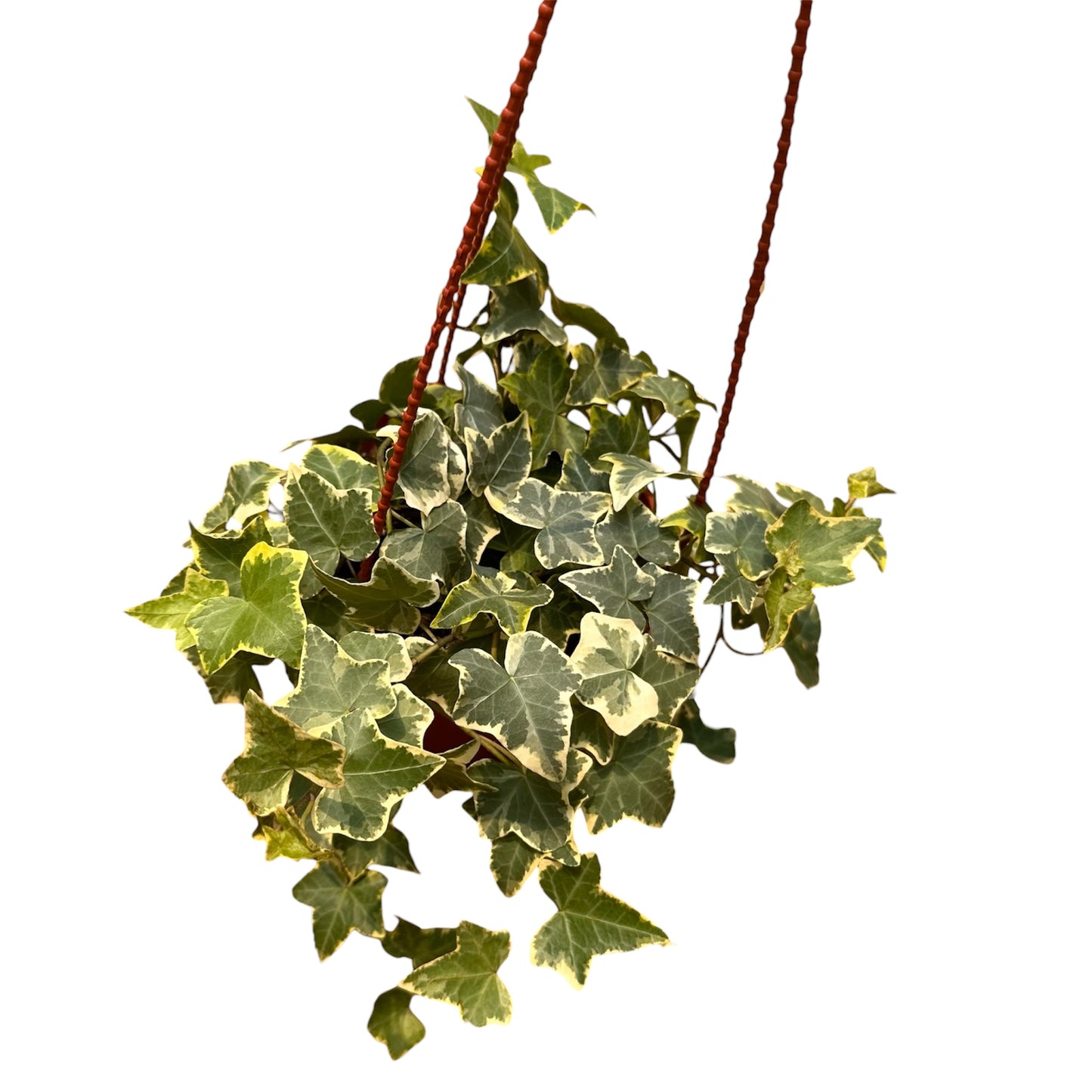 Hedera Helix, English Ivy Variegated