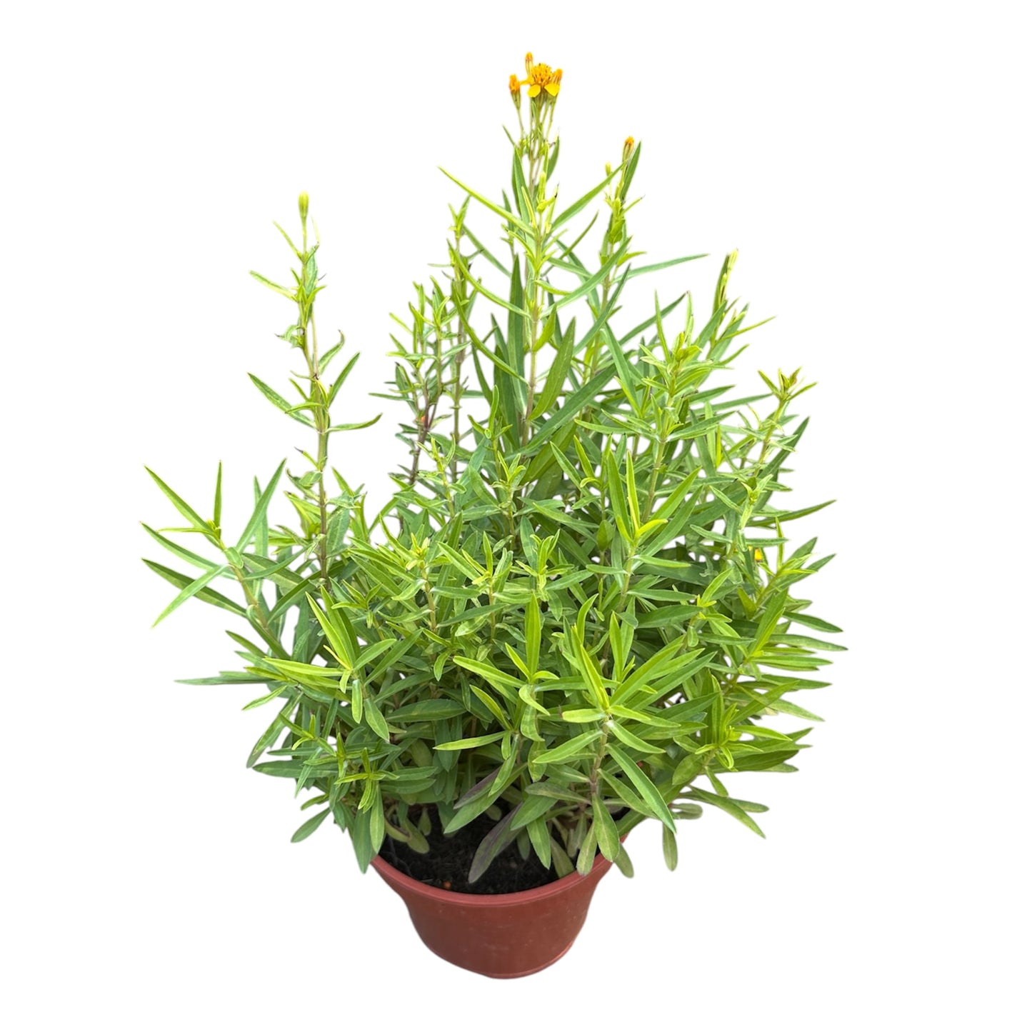 Tagetes Lucida, Mexican Tarragon