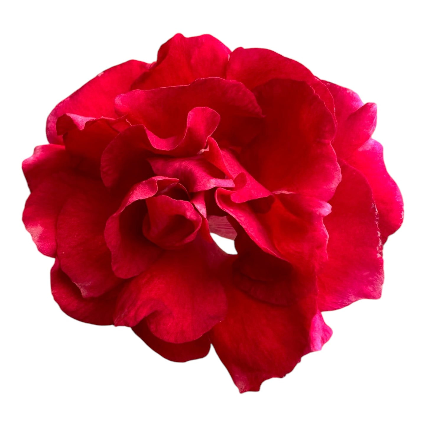 Assorted Colour Impatiens Balsamina, Rose Balsam