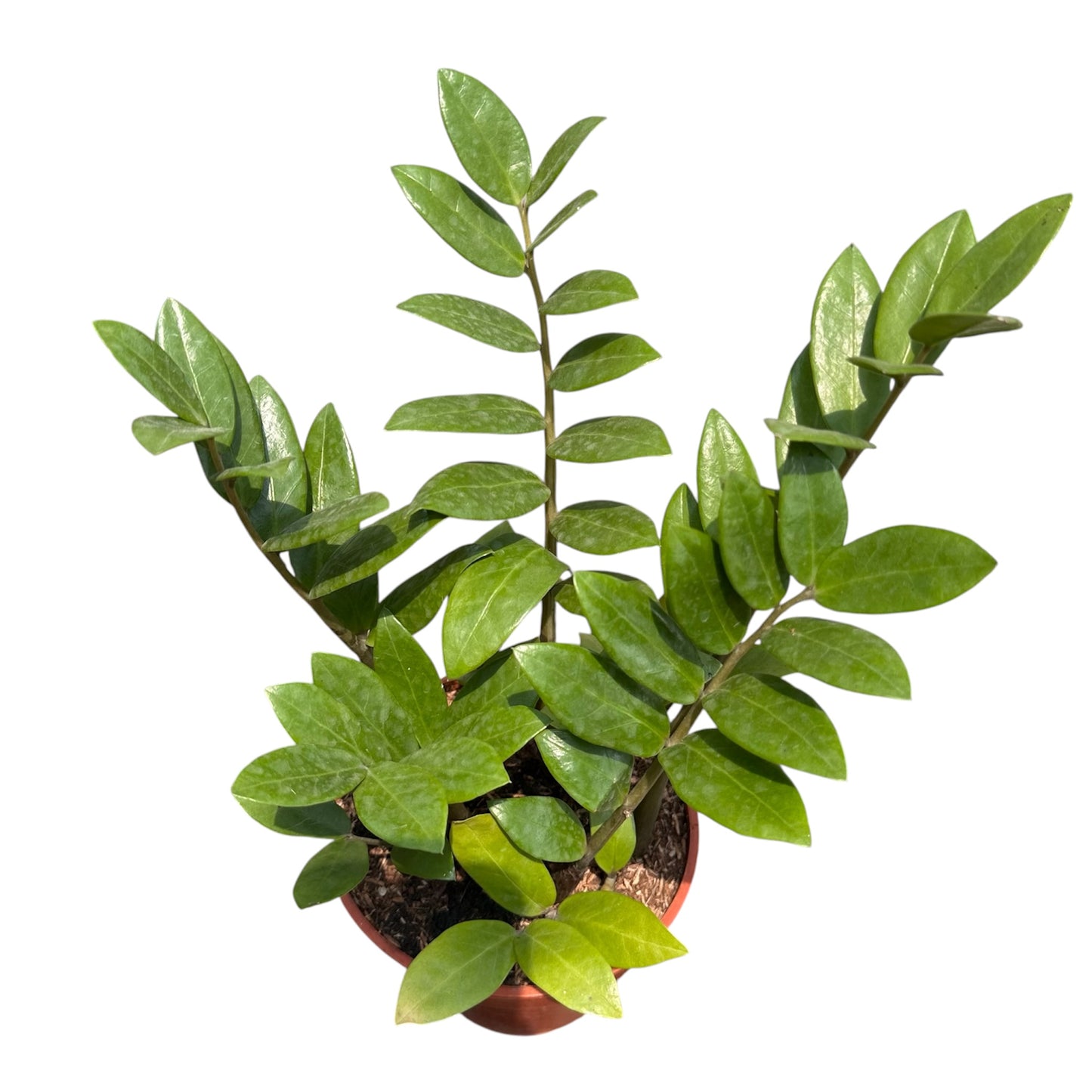 Zamioculcas Zamiifolia, ZZ Plant