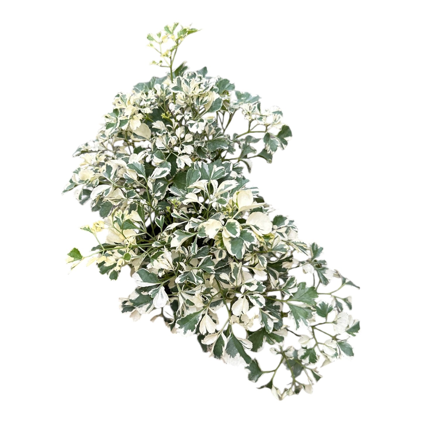 Polyscias Guilflei Snowflake