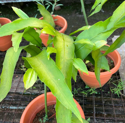 Epiphyllum Oxypetalum, Queen Of Night Big Flower (0.6m)