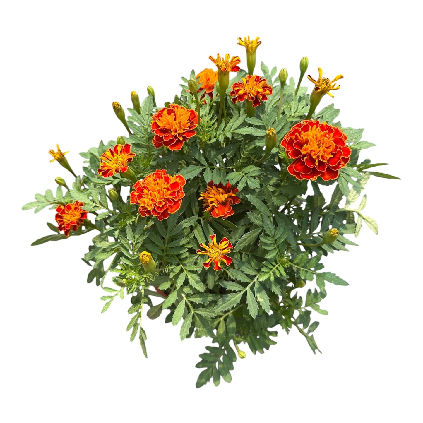 Tagetes Erecta, Orange Marigold