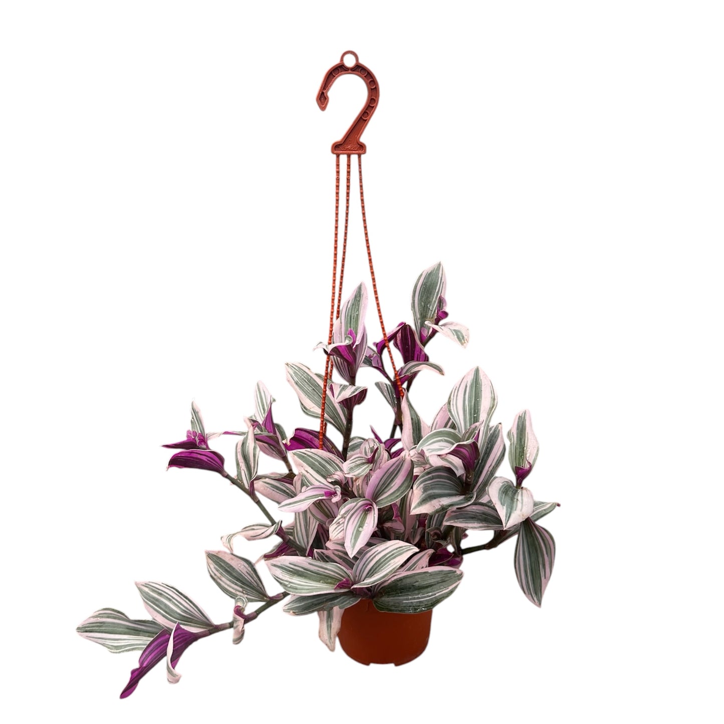 Tradescantia Nanouk,  Fantasy Venice, Pink Wandering Jew