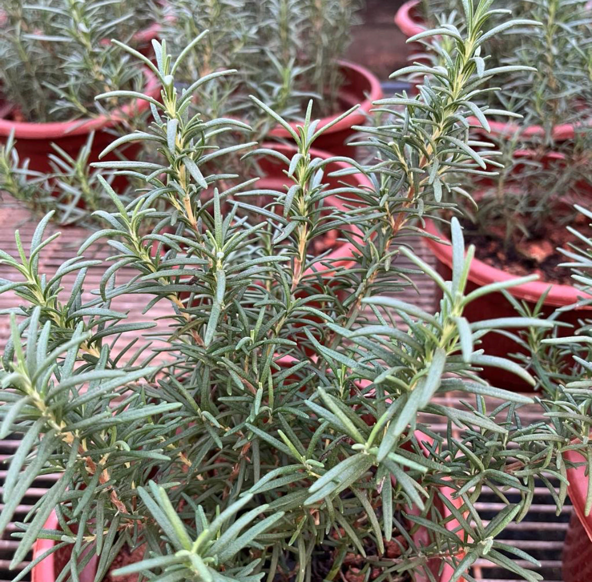 Salvia Rosmarinus, Rosemary (0.3m)