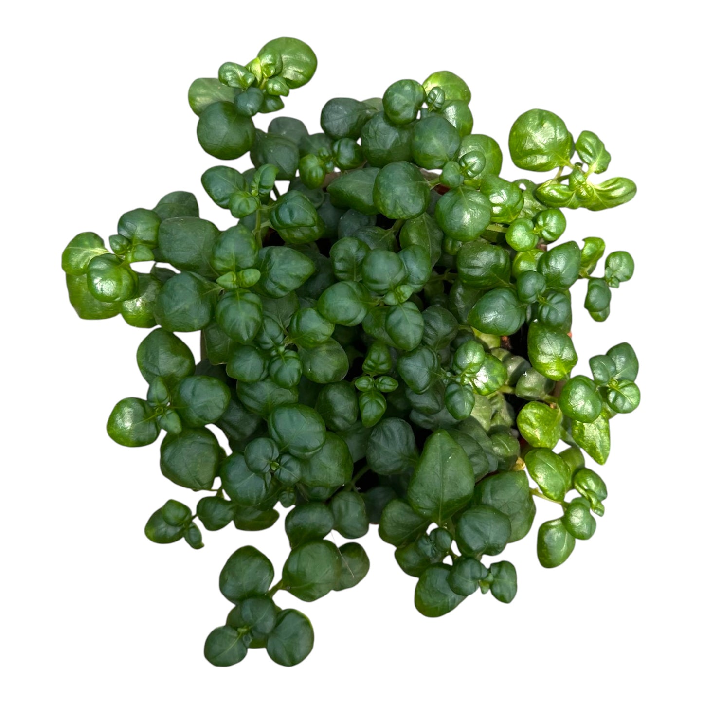 Juncus Effusus, Bubble Plant