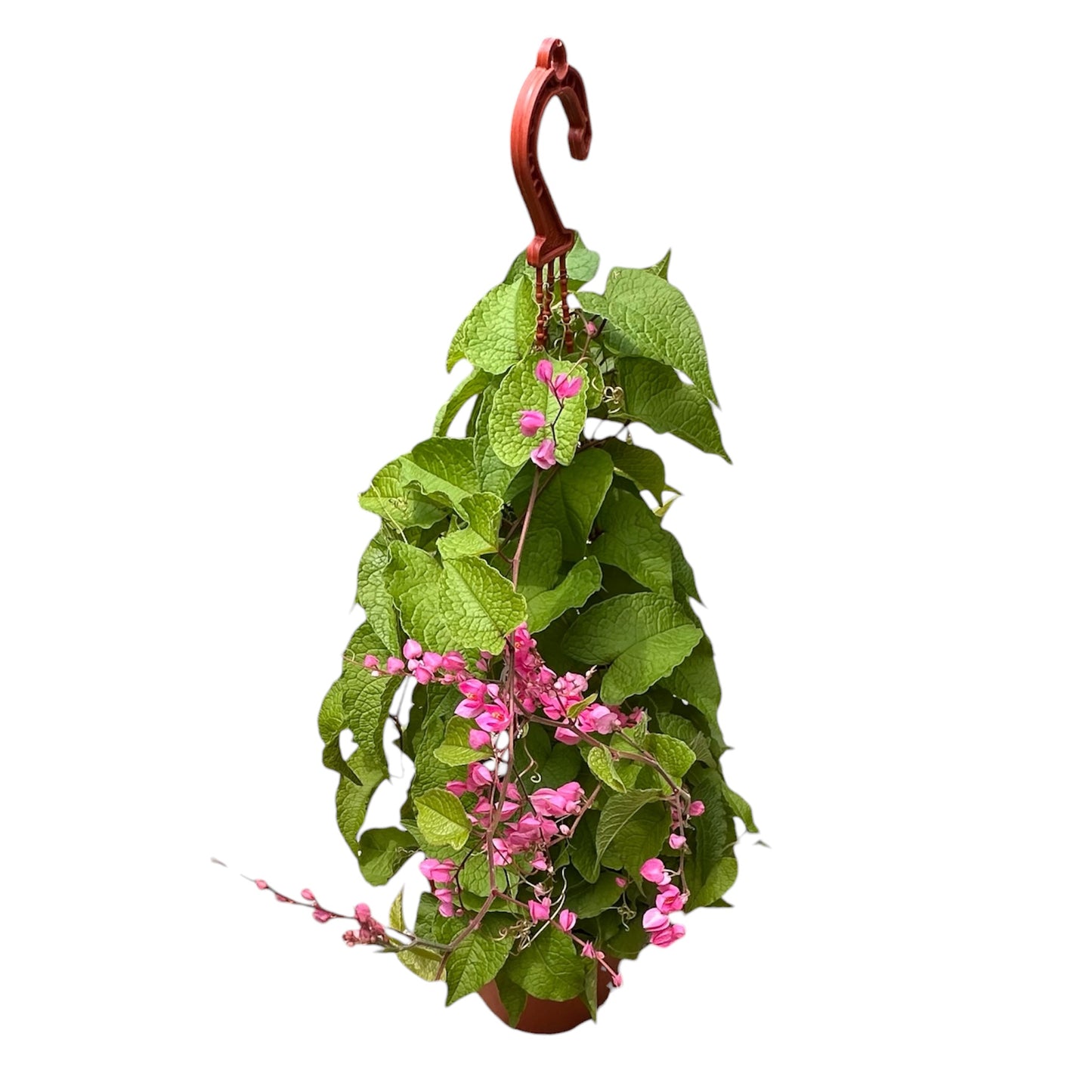 Antigonon Leptopus, Coral Vine