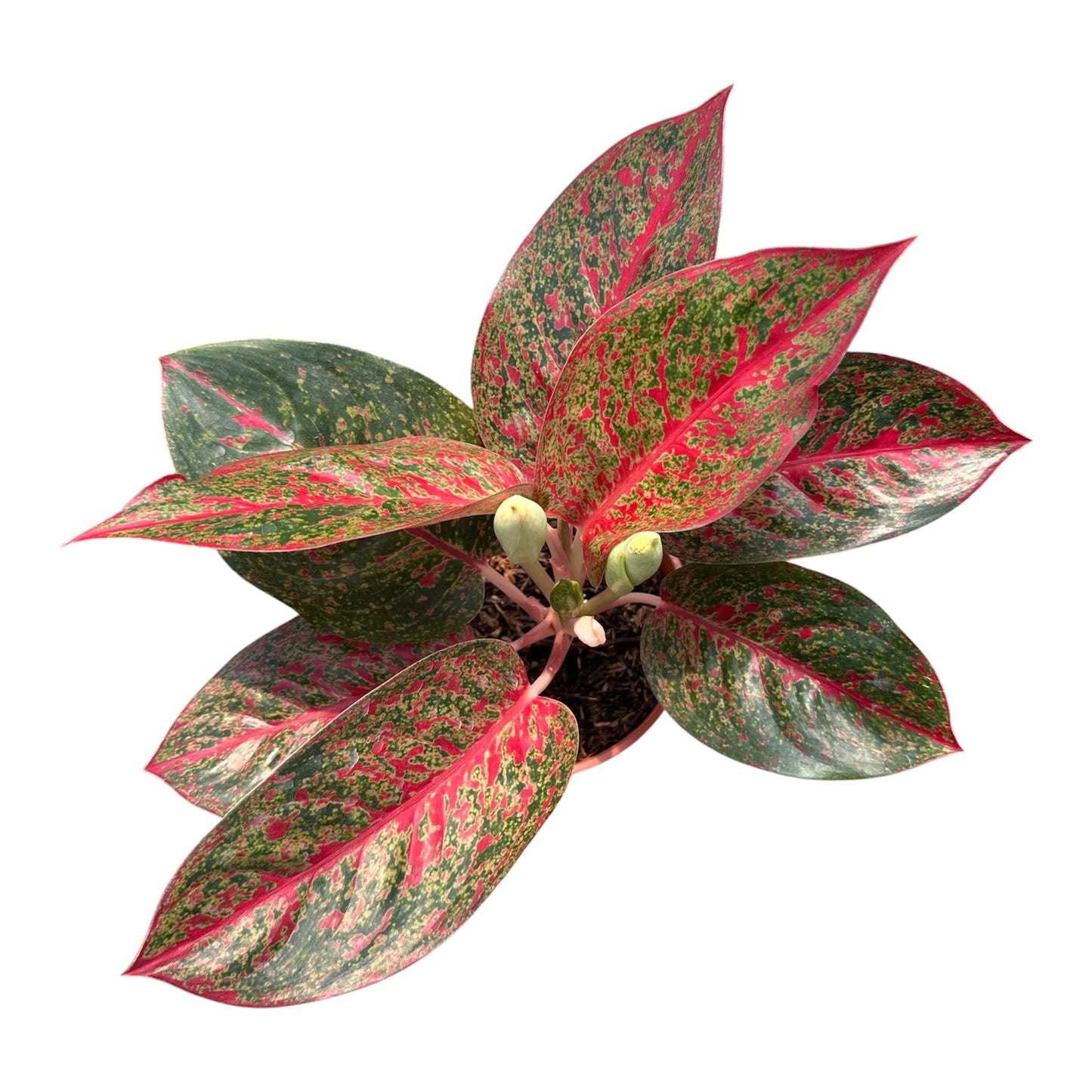 Aglaonema Red Stardust