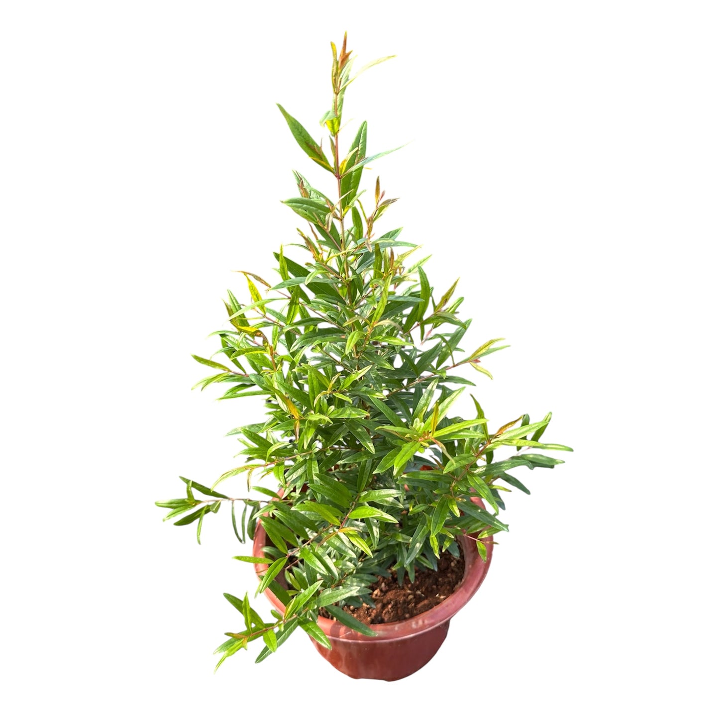 Punica Granatum, Pomegranate