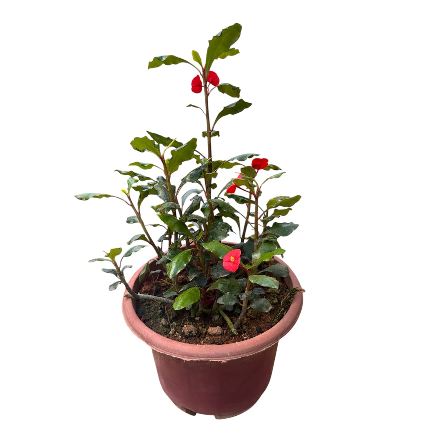 Euphorbia Geroldii, Thornless Crown Of Thorns