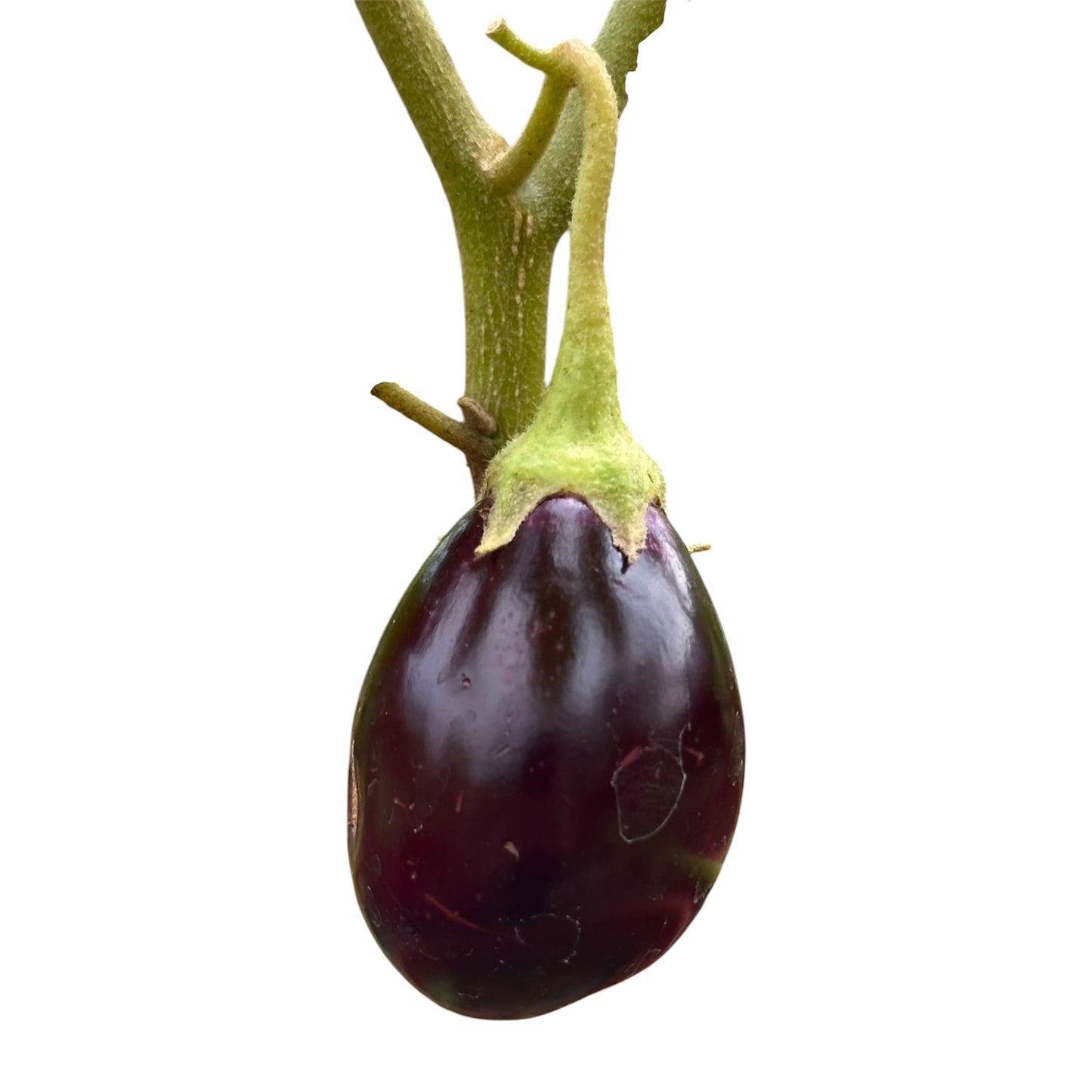 Solanum Melongena, Eggplant, Brinjal