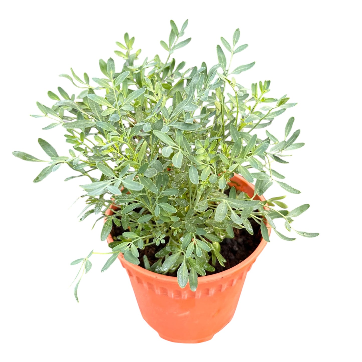 Ruta Graveolens, Herb-Of-Grace, Common Rue