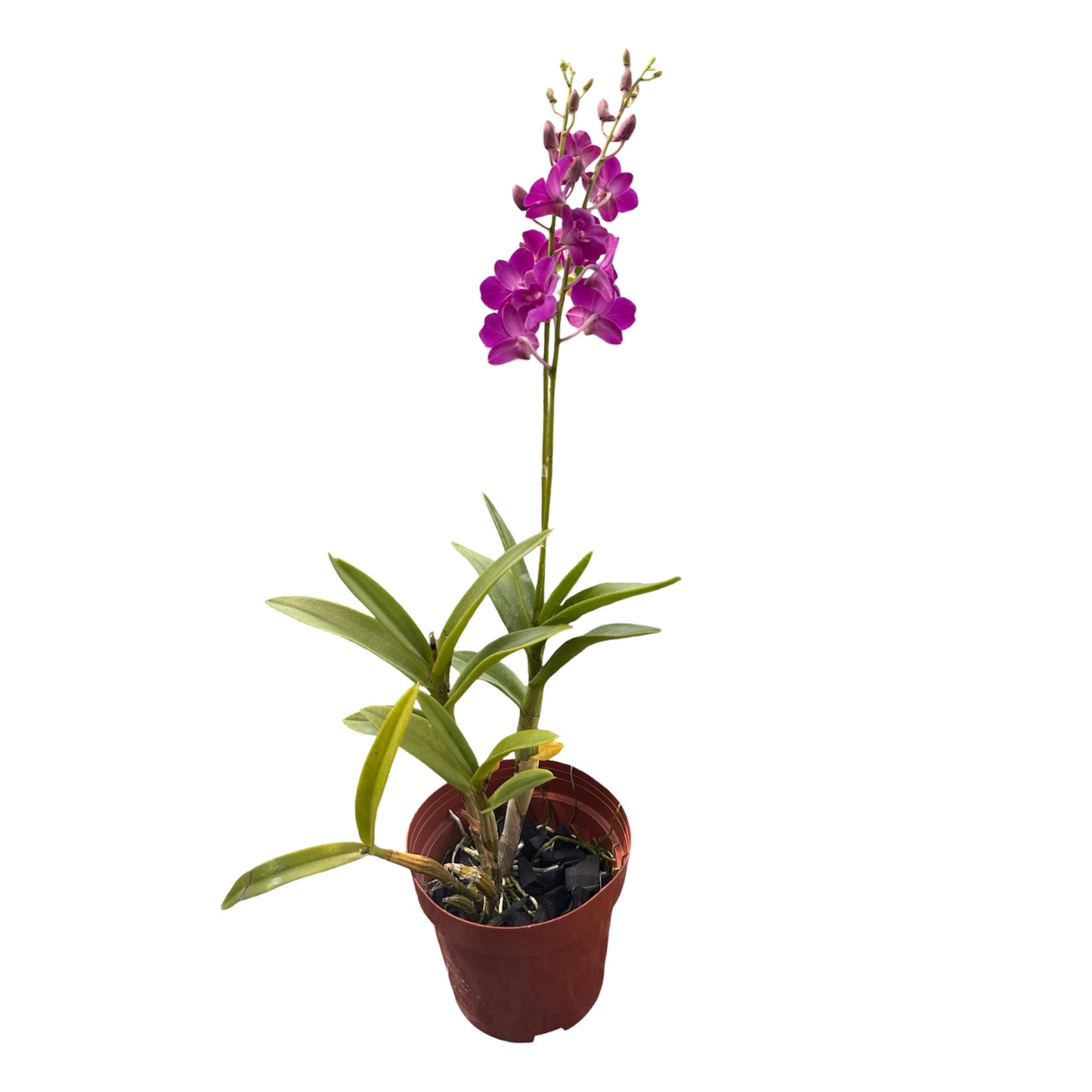 Assorted Colour Mini Dendrobium Orchid