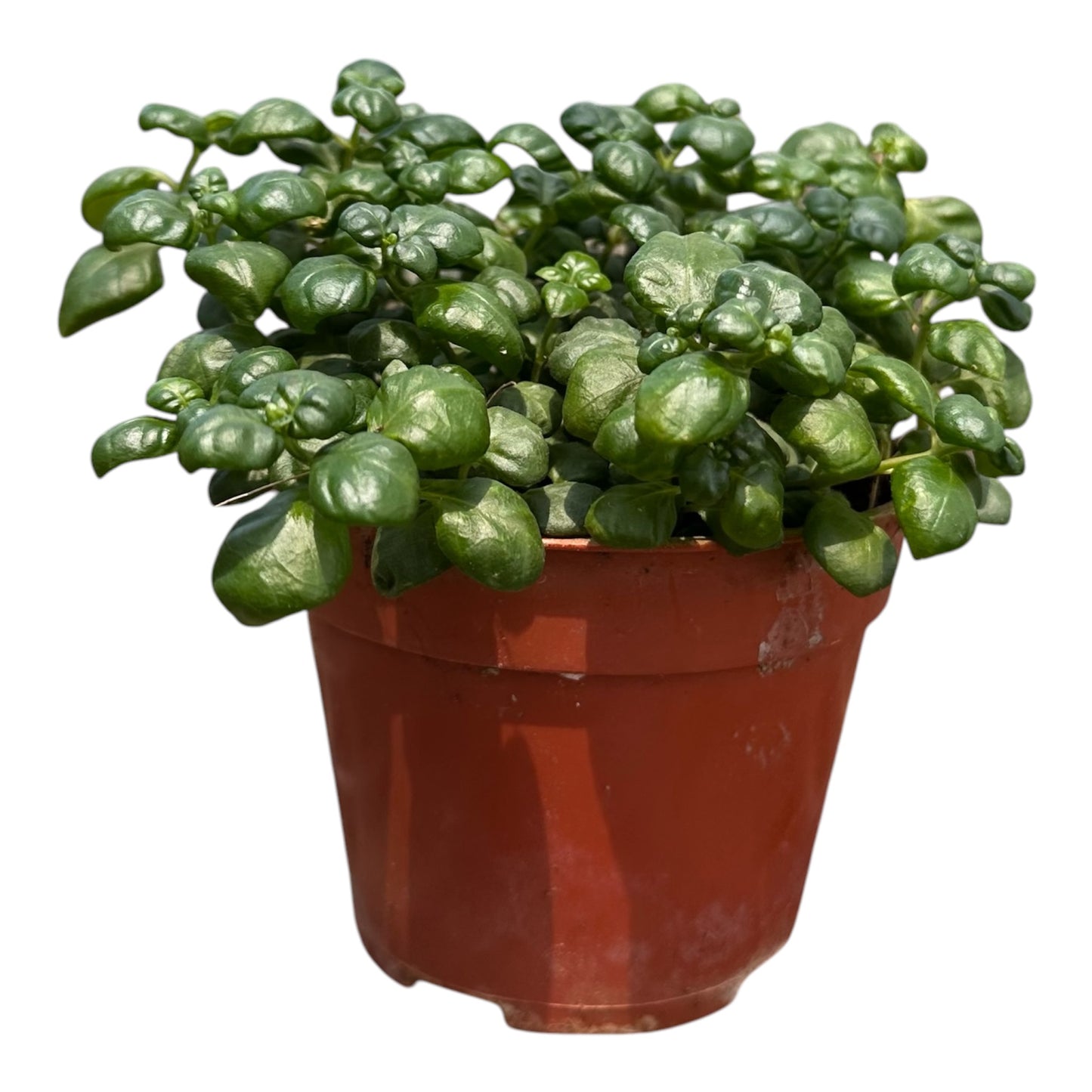 Juncus Effusus, Bubble Plant