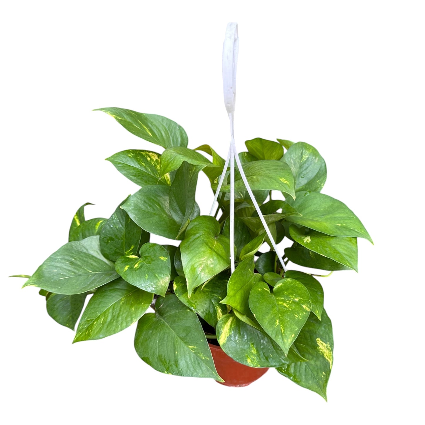 Epipremnum Aureum, Money Plant