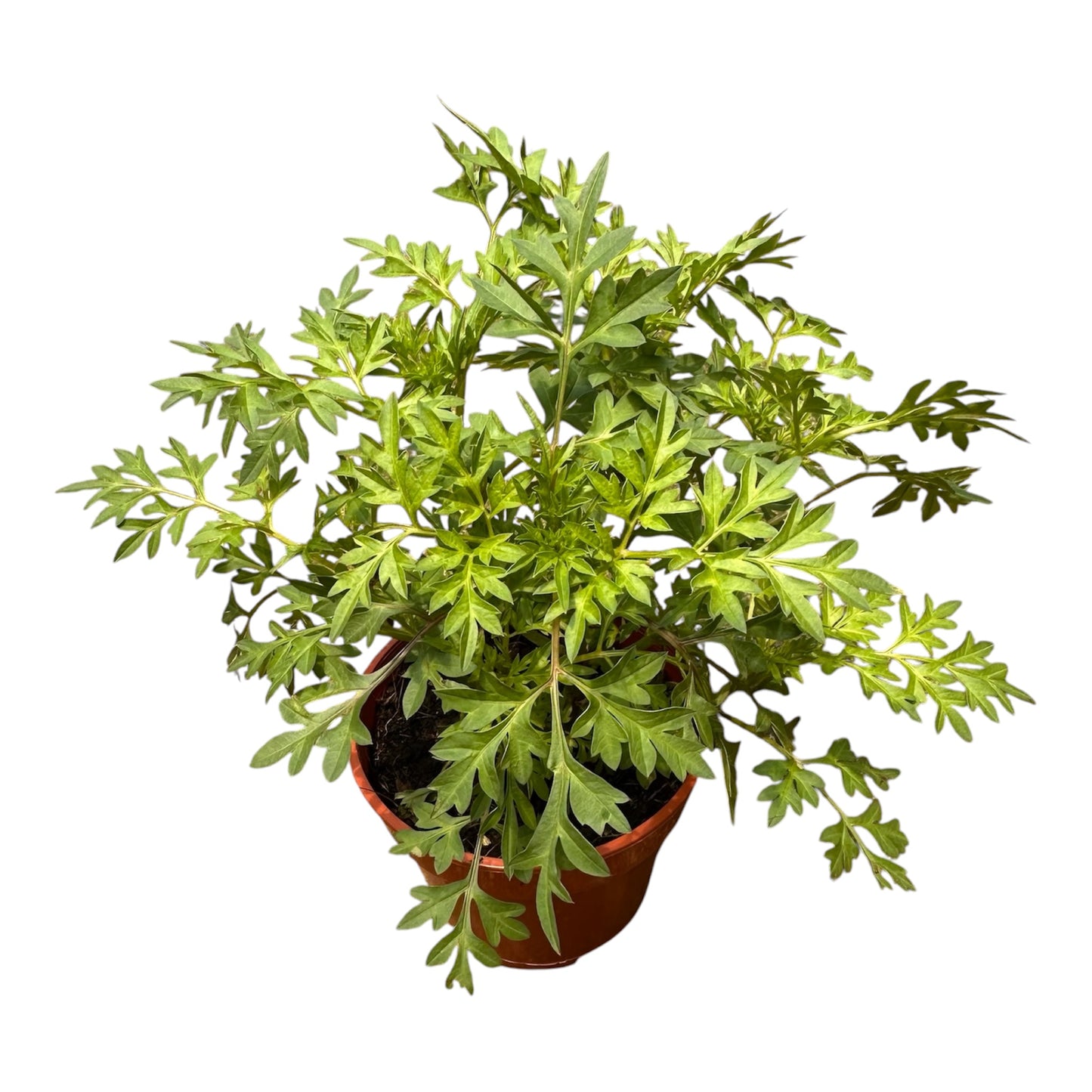 Cosmos Caudatus, Ulam Raja