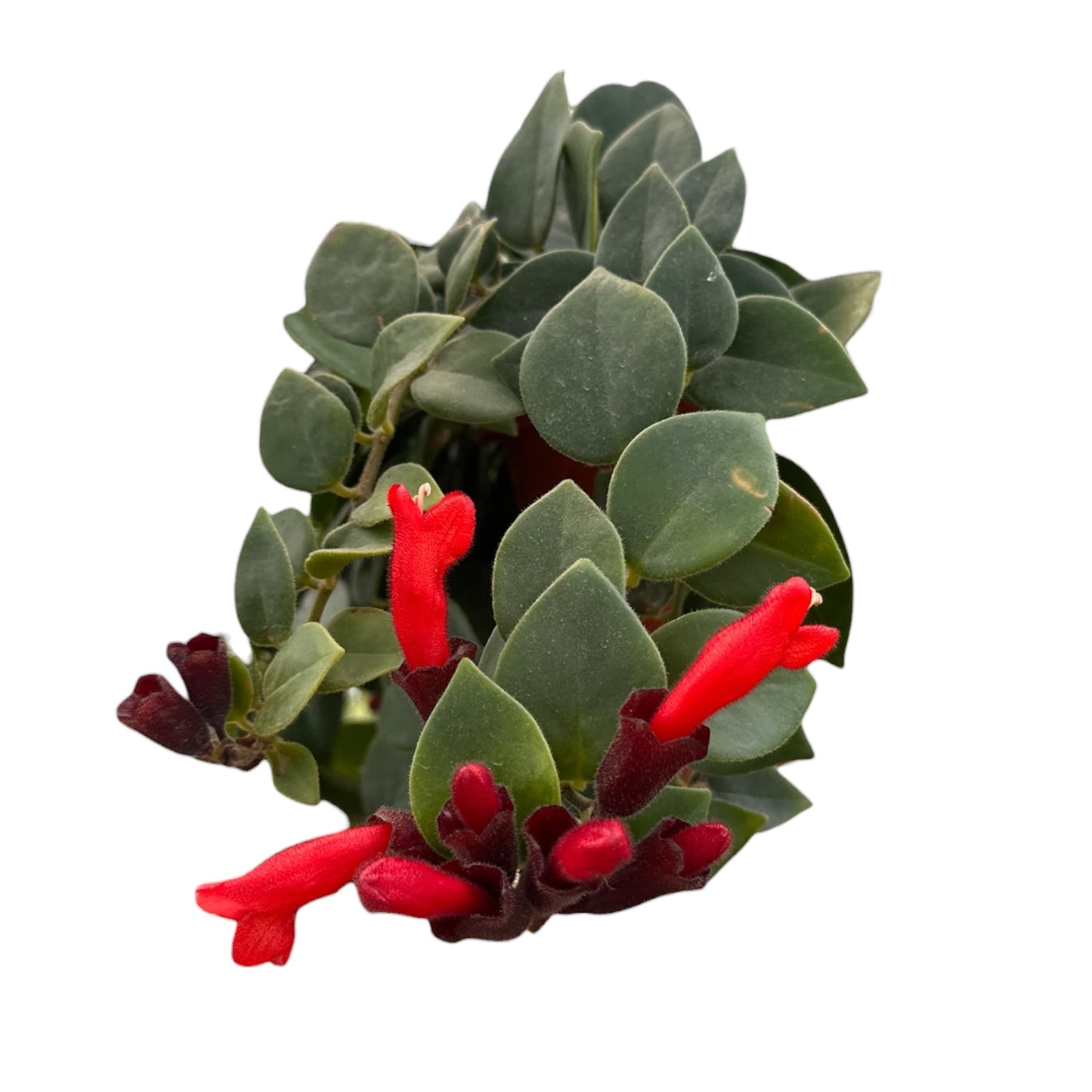 Aeschynanthus Pulcher, Red Bugle Vine, Lipstick Plant
